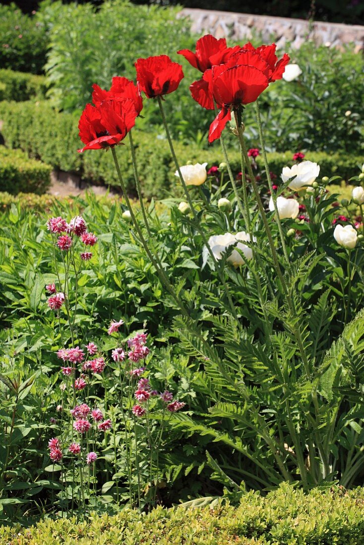 Red poppies in garden