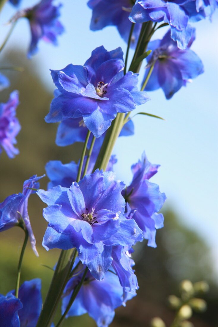 Blue delphinium flowers