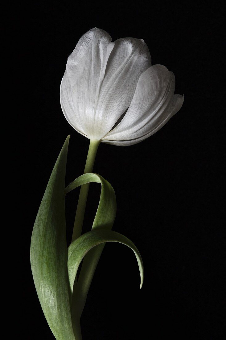 weiße Tulpe vor schwarzem Hintergrund