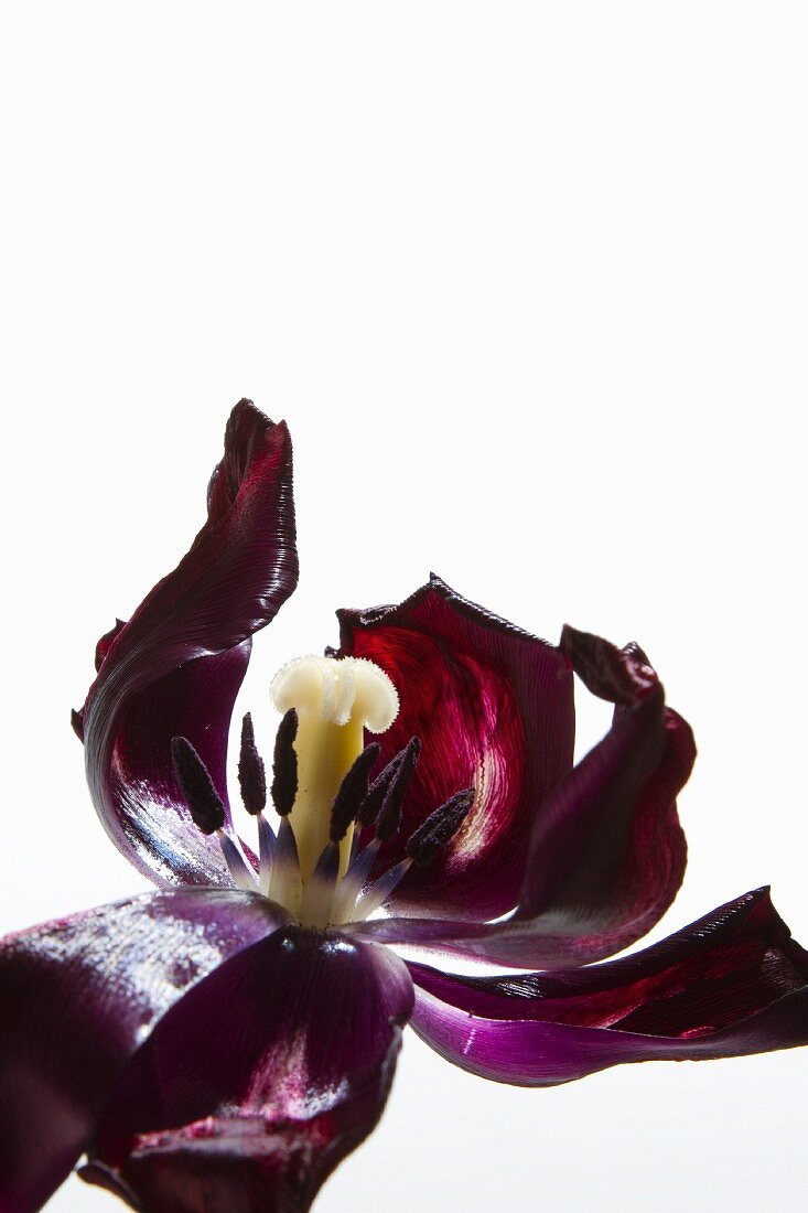 Eine verblühte Tulpe