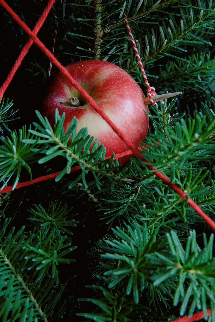 Weihnachtsbaum mit einem roten Apfel und roter Wollschnur