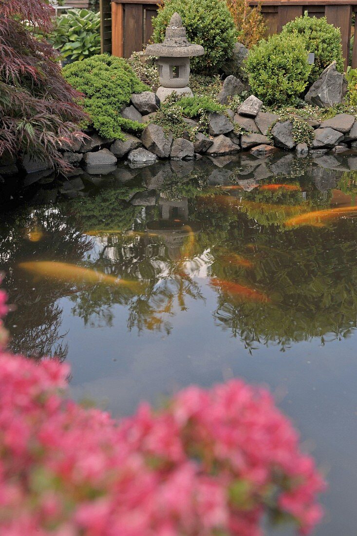 Teich mit Goldfischen in asiatisch gestaltetem Garten