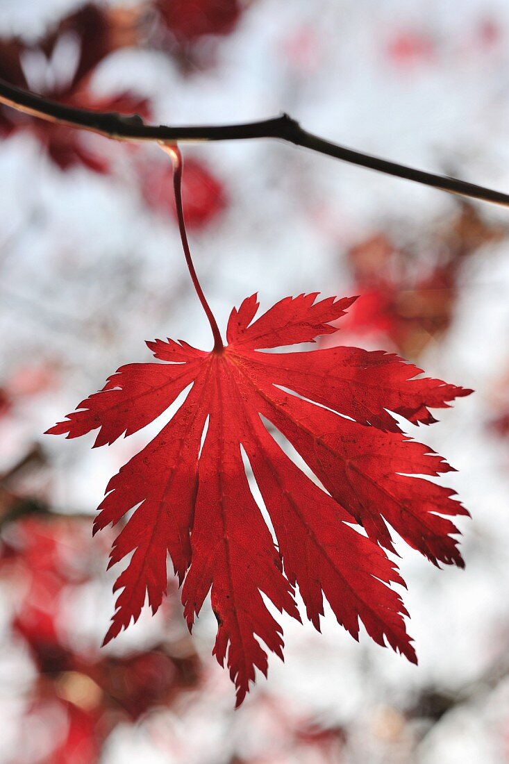 Blatt mit roter Herbstfärbung am Zweig