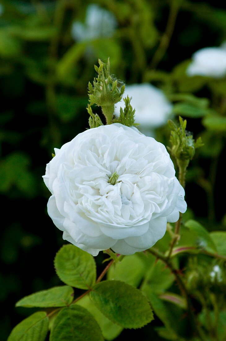 Eine weiße Damaszenerrose (Sorte: Mme Hardy) blüht im Garten