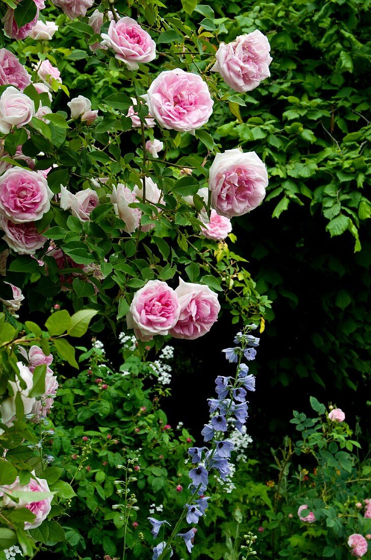 Rosafarbene Rose (Sorte: Blairii Nr. 2) und blauen Rittersporn