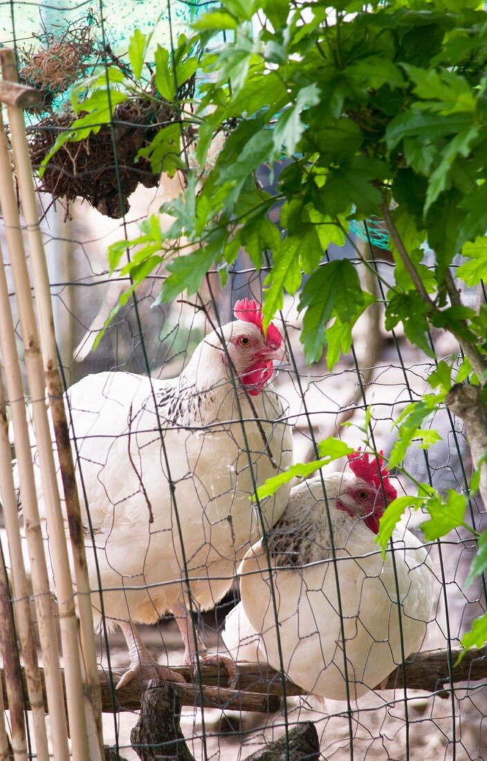 Hühner hinter Drahtzaun