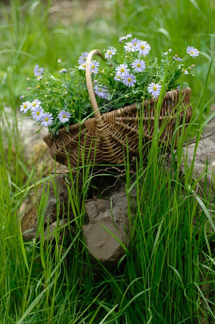 Basket with flowers in meadow