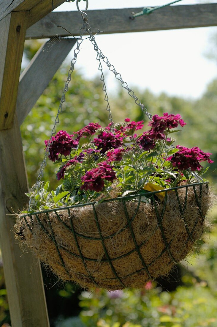 Hanging basket with flowers
