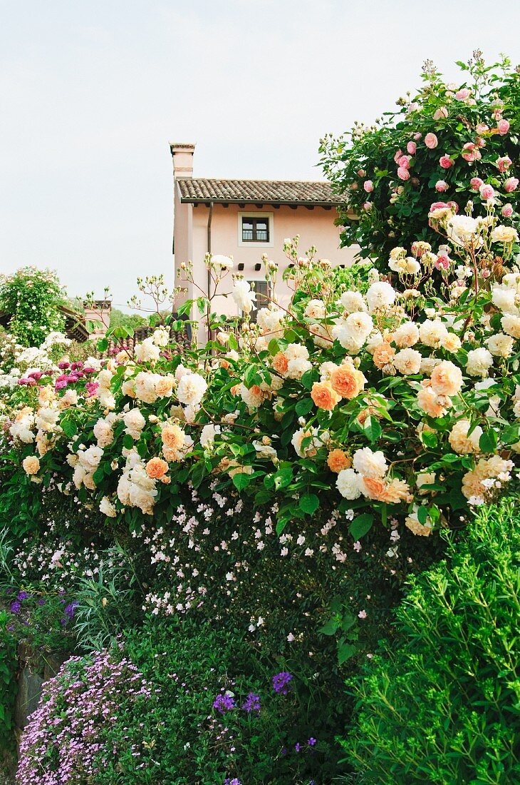 Blühende Rosenbüsche und Blumen im Garten vor Wohnhaus auf Anhöhe