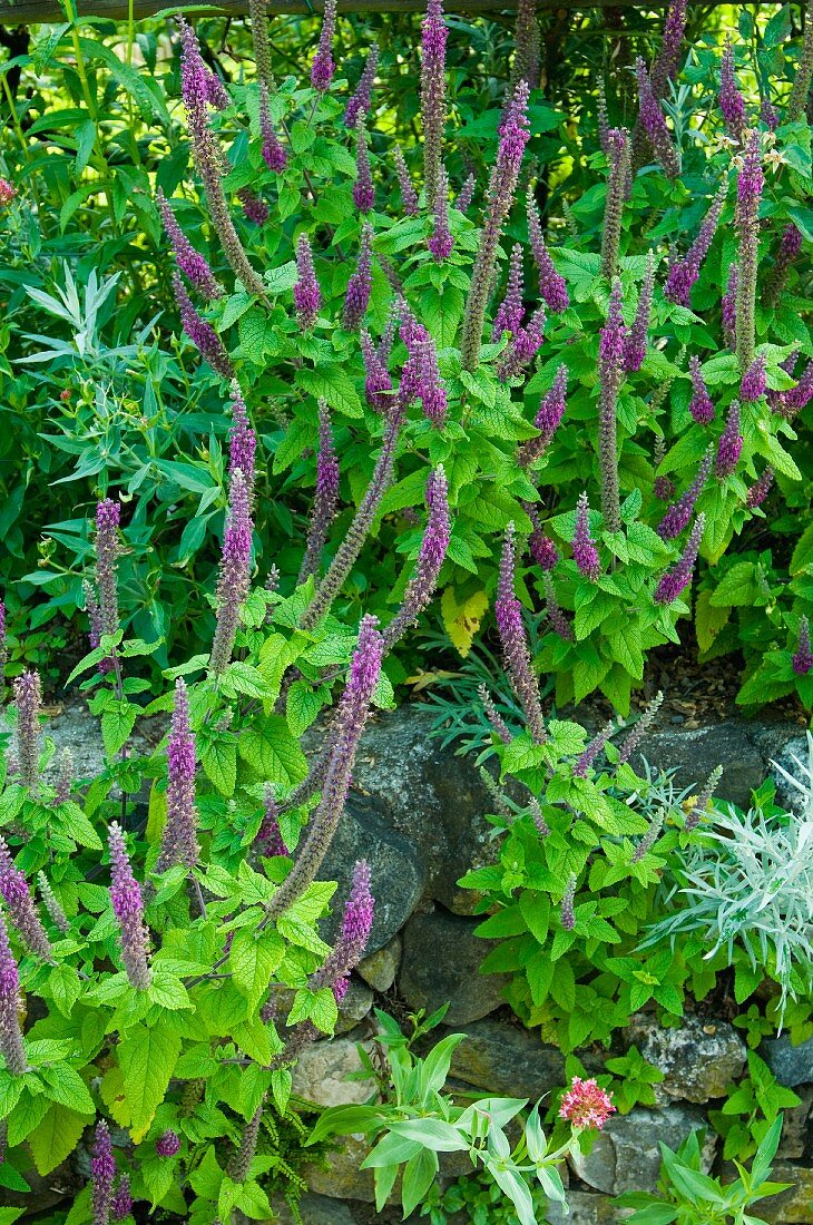 Blühender Kaukasus Gamander (Teucrium hircanicum) im Garten