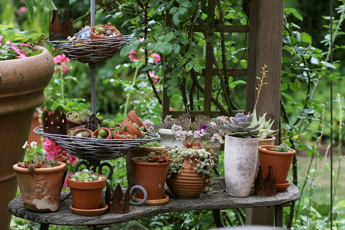 House leeks in various pots
