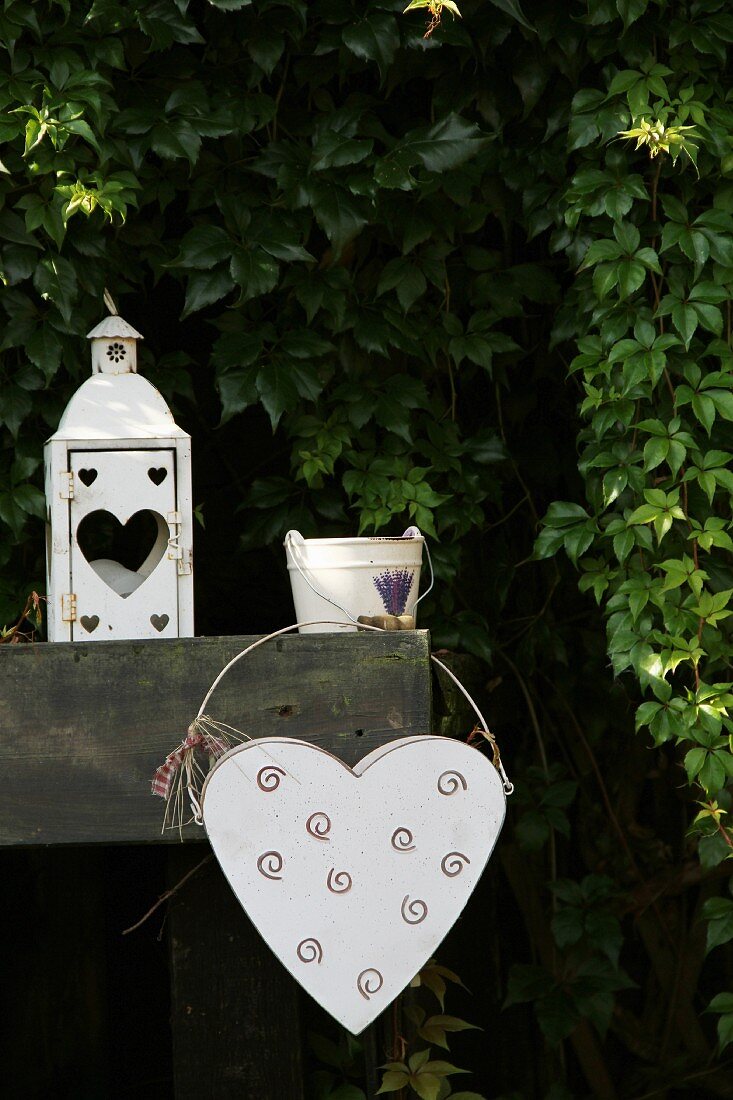 White metal heart and lantern in front of Virginia creeper in garden