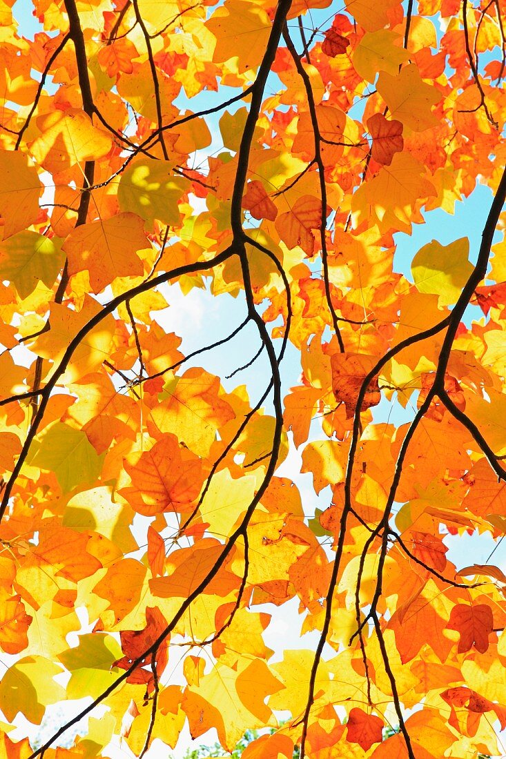 Blick durch gelbe Herbstblätter eines Ahornbaumes in den Himmel