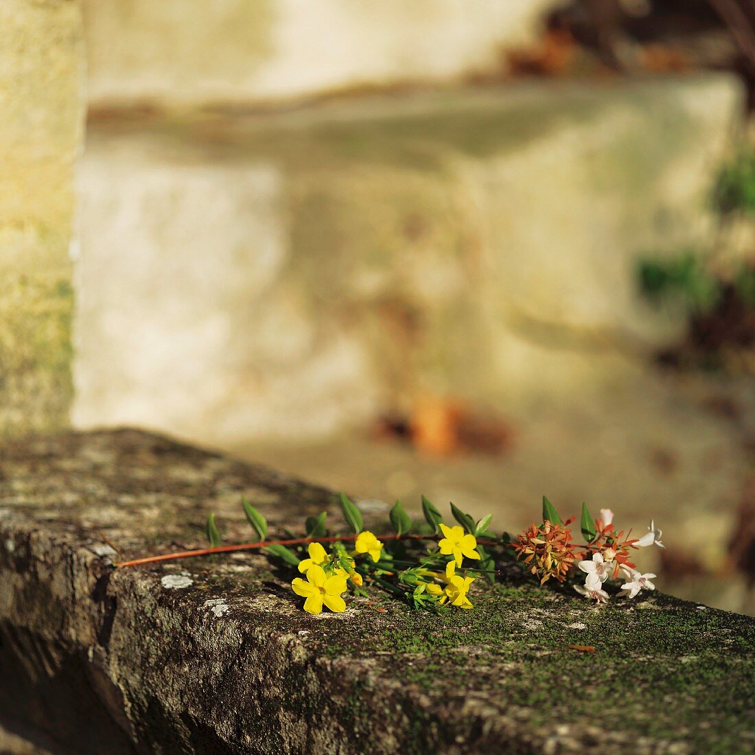 Sprig of yellow flowers on mossy stone coping