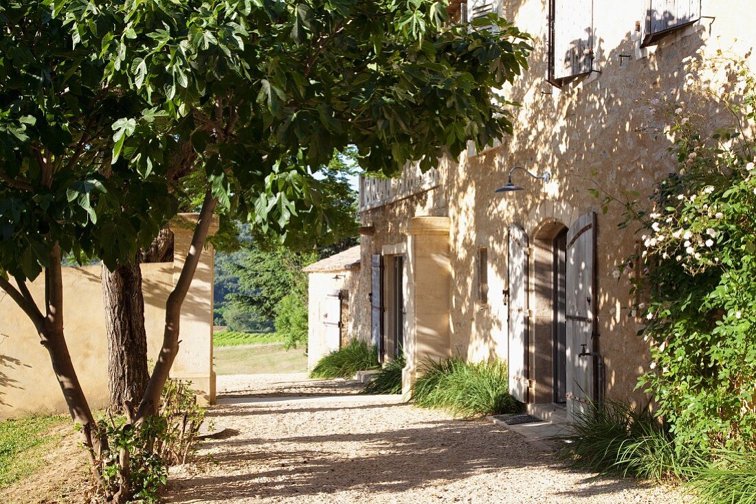 Drive in front of simple Mediterranean country house and shady tree opposite front door