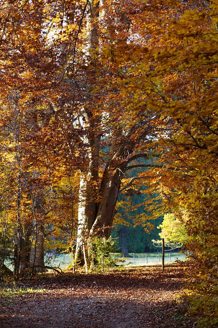 Autumnal woodland path