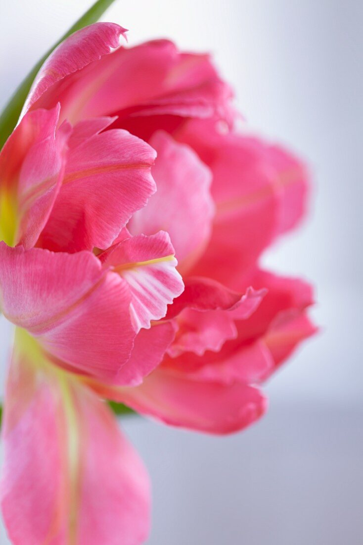 Pink tulip (close-up)