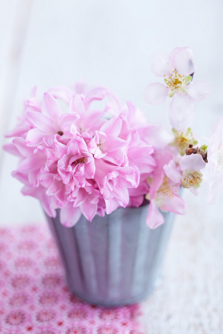 Pink hyacinth and twig of peach blossom in zinc container