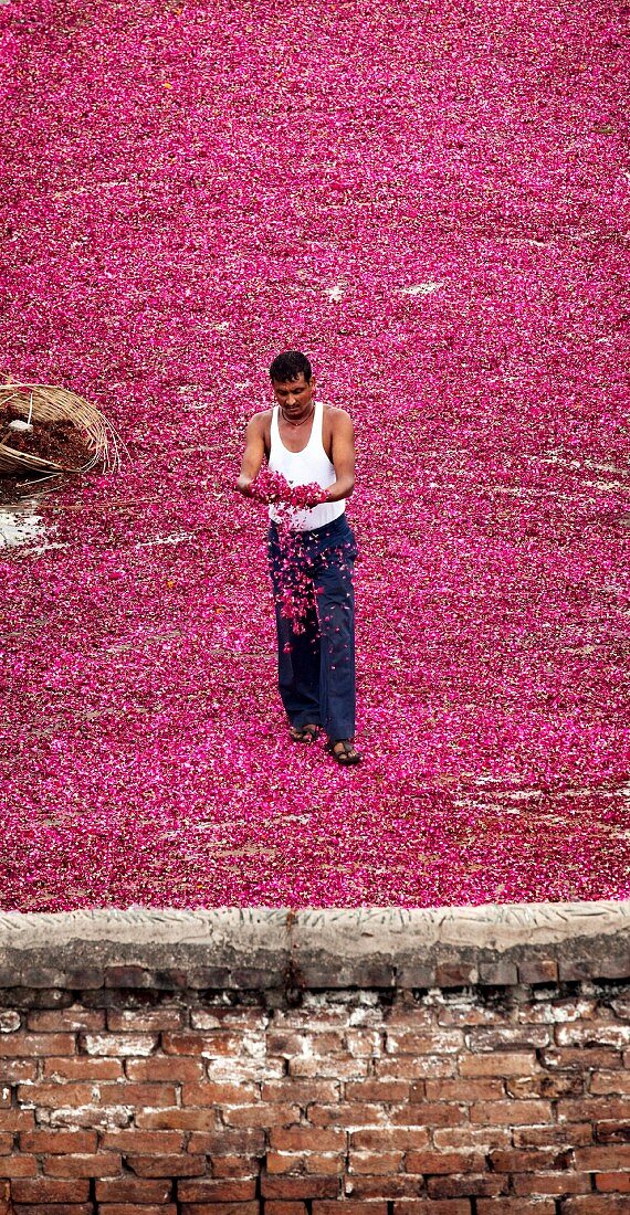 Indischer Arbeiter prüft rote Rosenblätter, die auf einem Dach trocknen