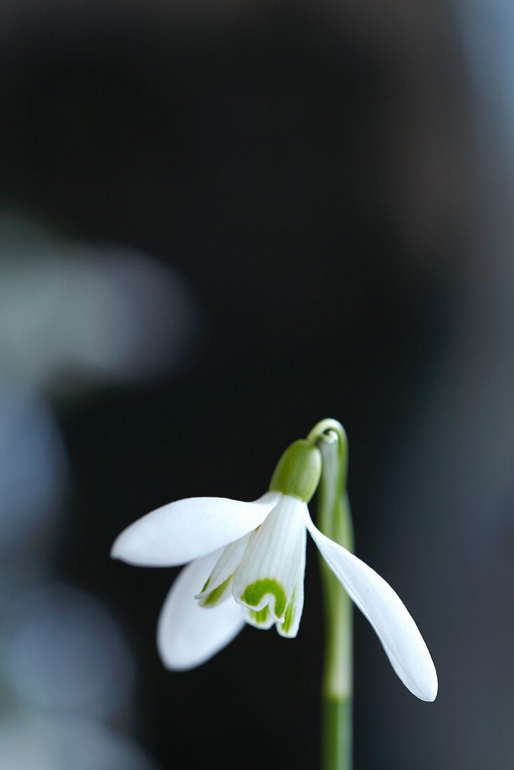 Schneeglöckchenblüte