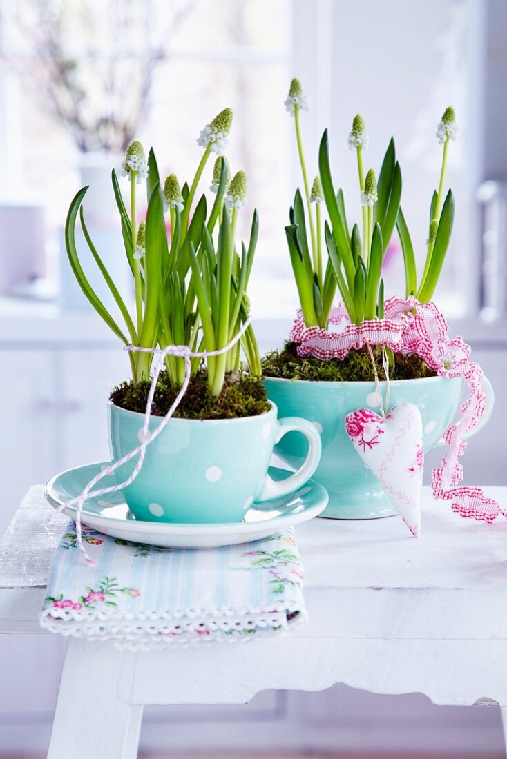 White grape hyacinths planted in cup and cereal bowl and decorated with ribbons and fabric heart