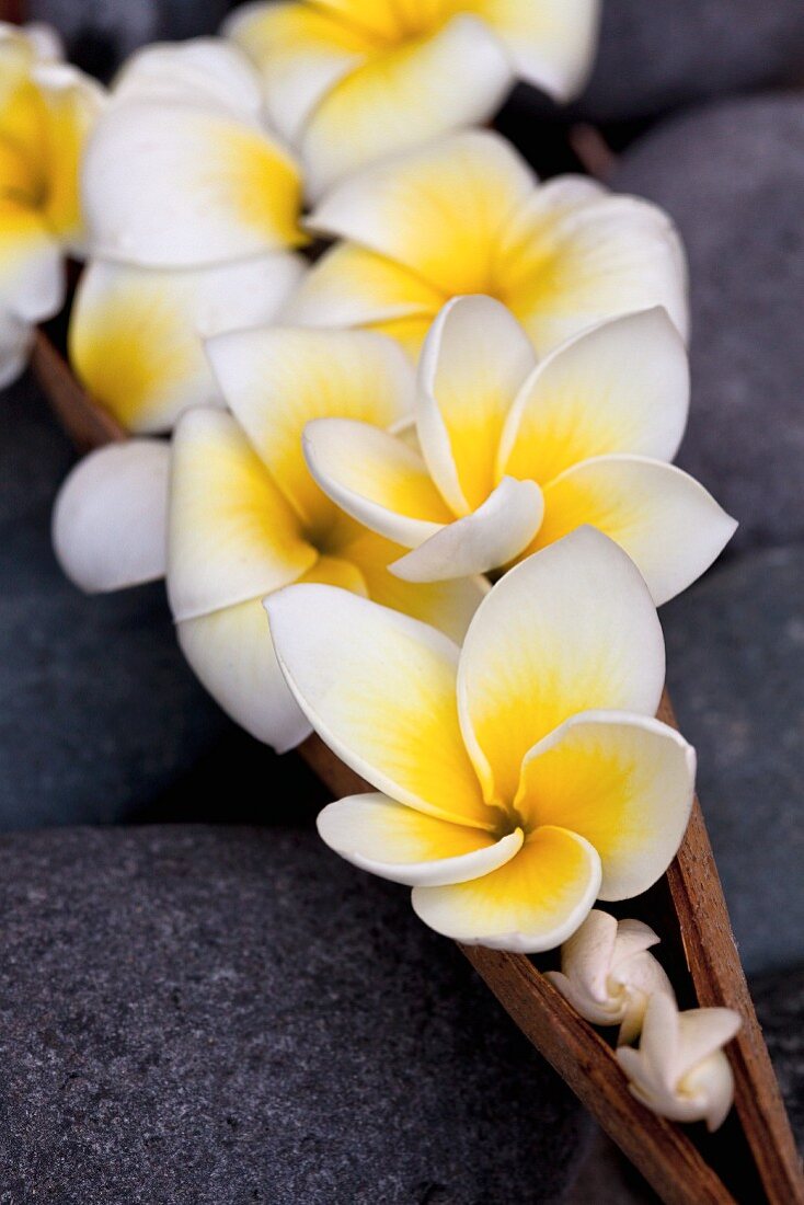 Frangipani flowers in a wooden dish