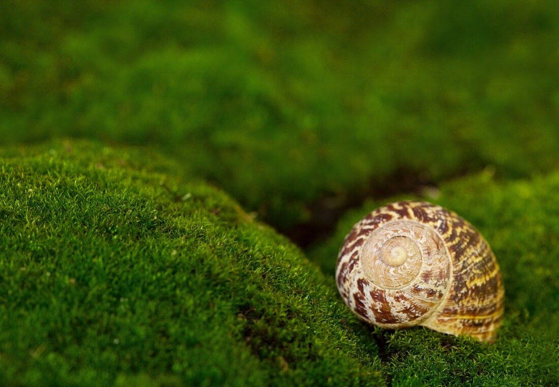 Snail shell on moss