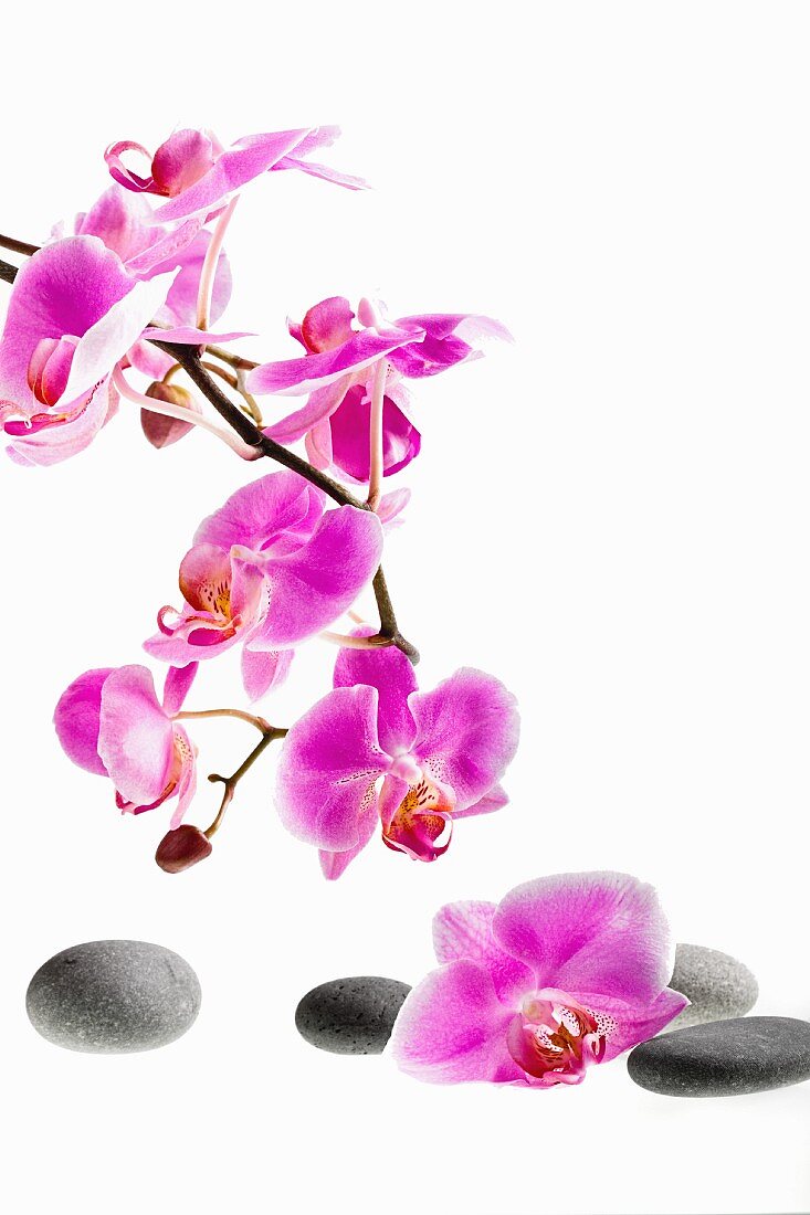 Orchideenzweig und Kieselsteine