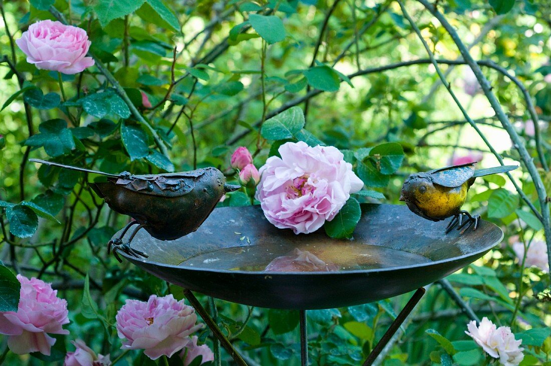 Vogelbad mit Vogelfiguren aus Metall vor Rosenbusch im Garten