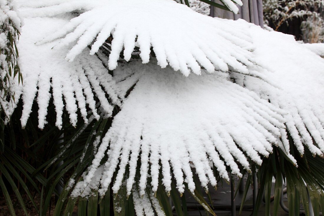 Schnee auf Palme