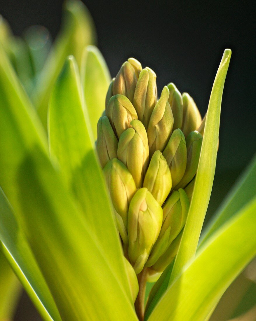 Budding hyacinth (close-up)