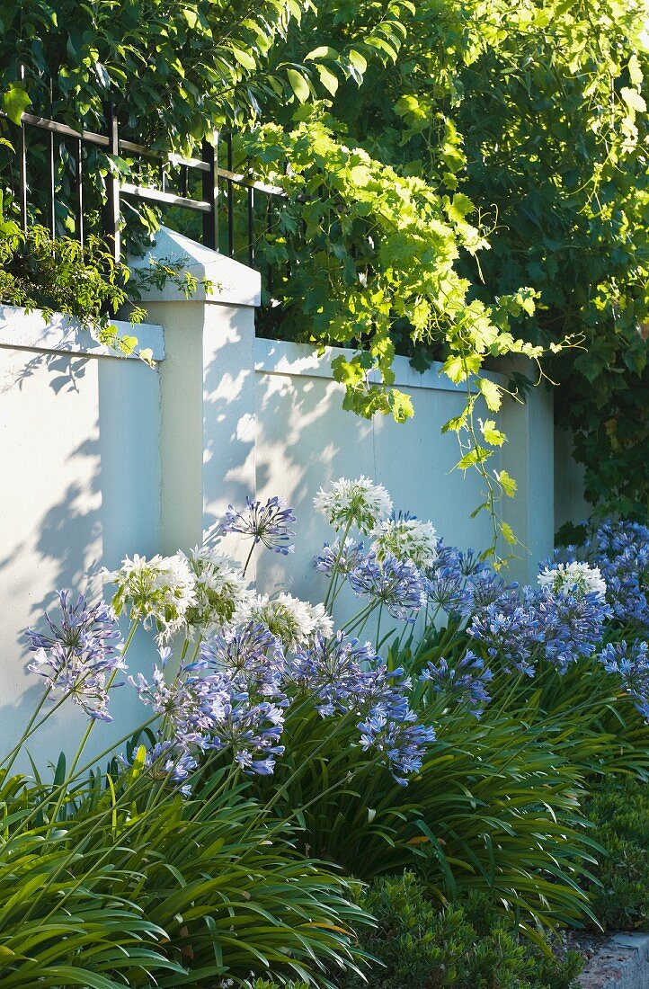 Flowering agapanthus against garden wall