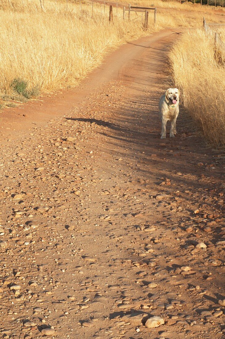 Hund auf dem Feldweg