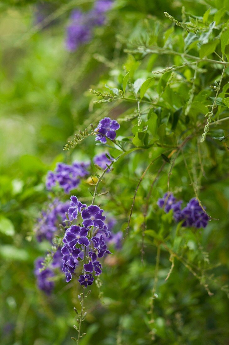 Bush with violet flowers