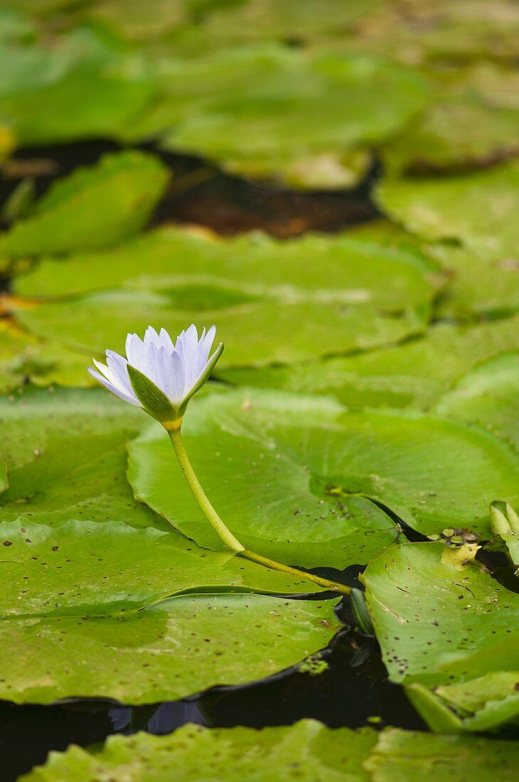 Flowering water lily in pond
