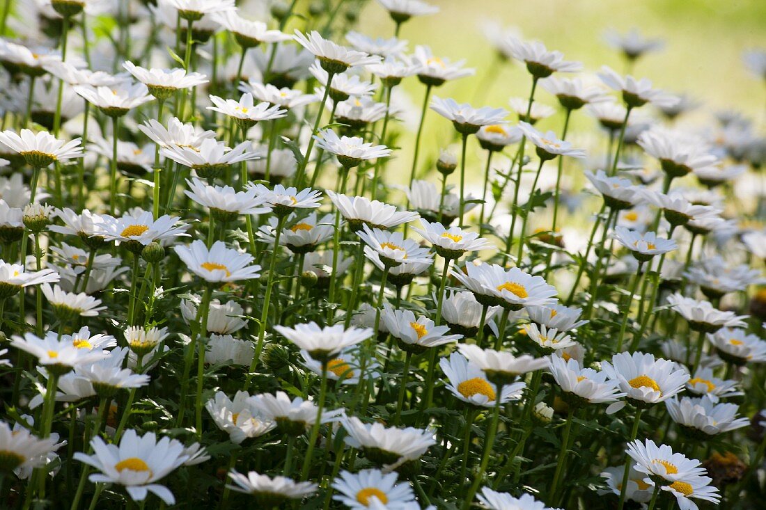 Ox-eye daisies in garden