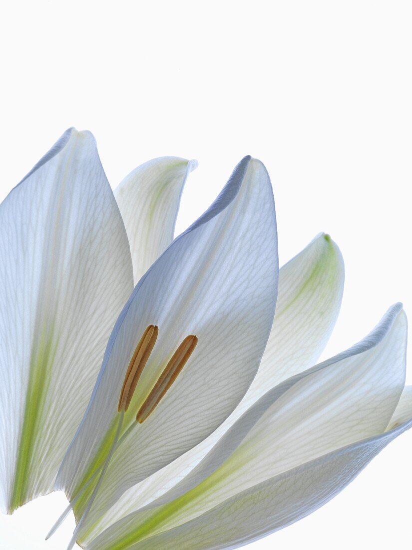 weiße, längliche Blütenblätter mit Staubgefässen