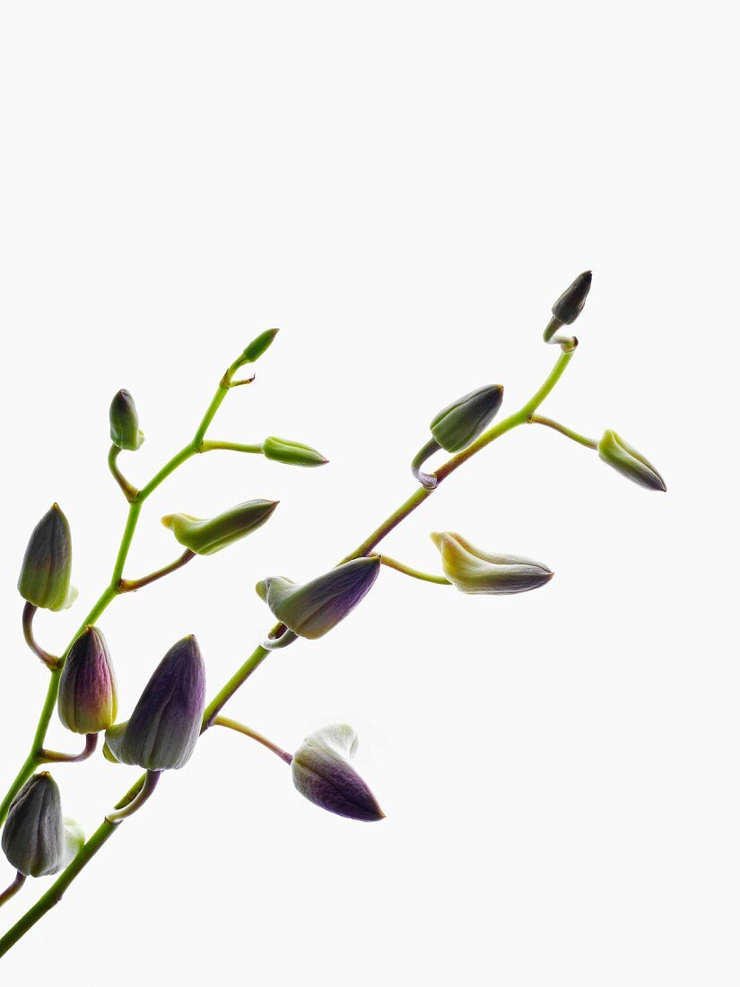 Orchideen-Rispen mit geschlossenen Blüten