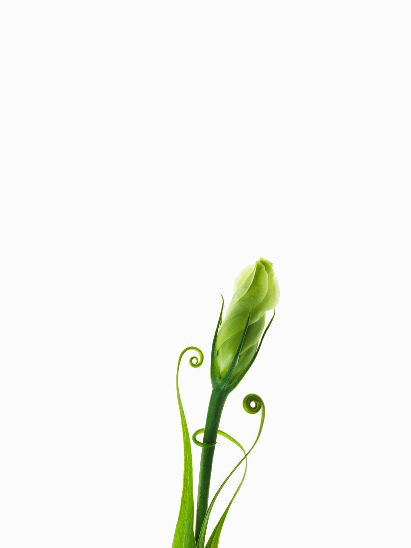 Geschlossene Lisianthus-Blüte mit gerollten Blattspitzen