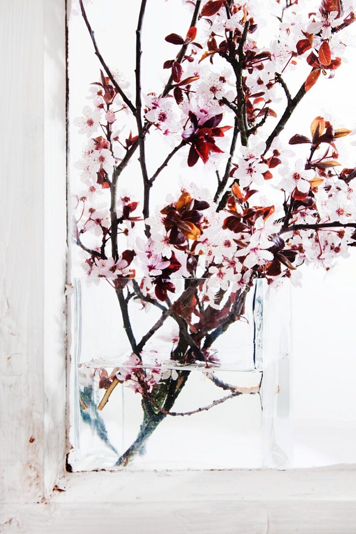 Blühende Zierkirschenzweige in Glasvase am Fenster