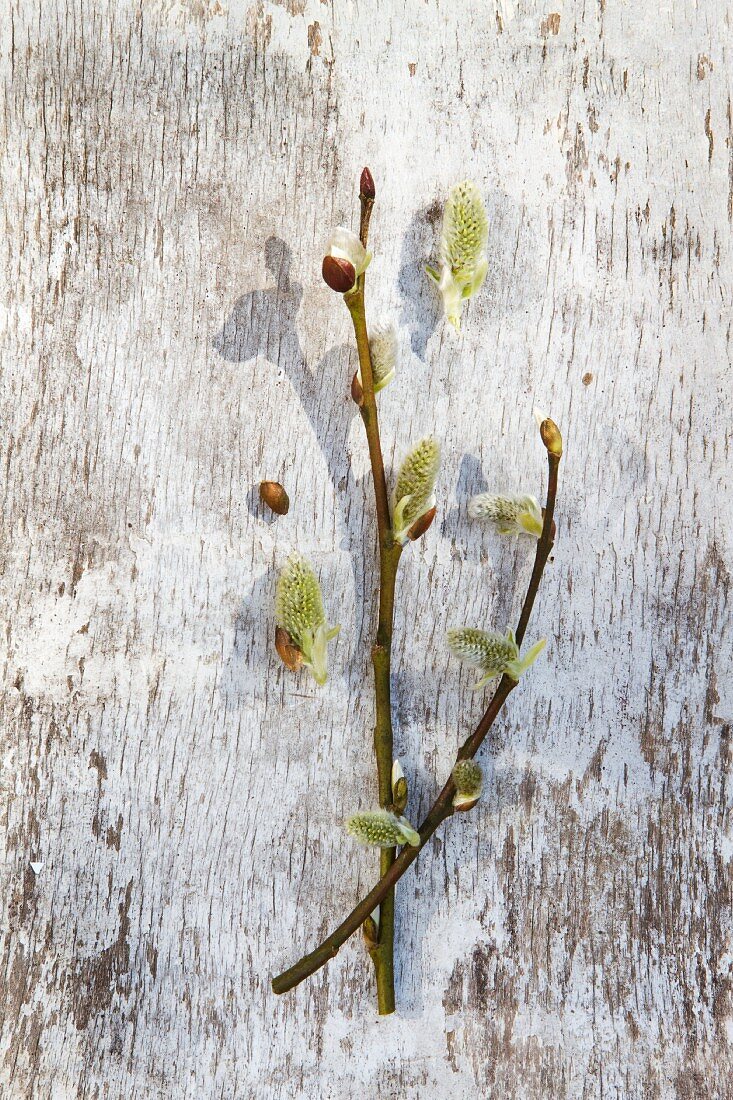 Two willow catkins on weathered, white wooden surface