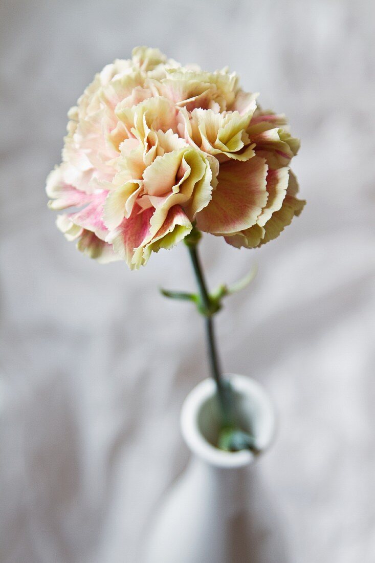 Carnation in vase