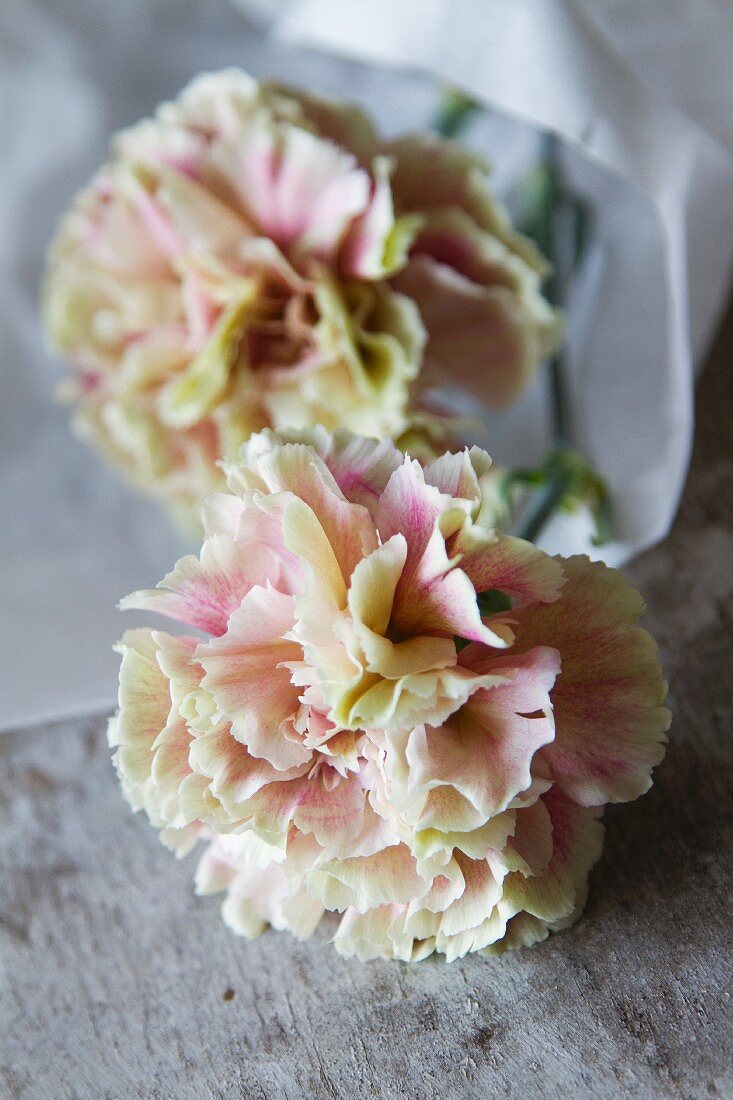 Carnations wrapped in paper