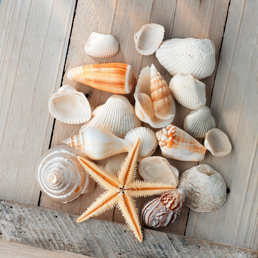 Sea shells on wooden surface