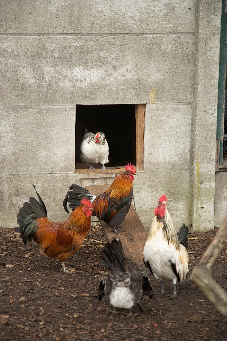 A modern country idyll - cockerel and hens in front of a concrete hen house