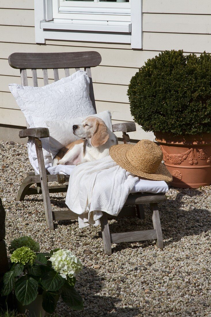 Dösender Hund auf Deckchair mit weisser Auflage und Strohhut