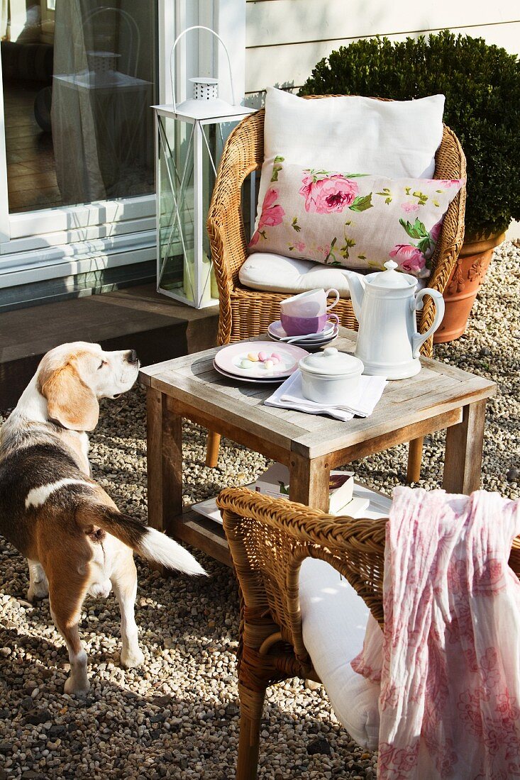 Kaffeepause im Freien - Hund schnüffelt am Beistelltisch zwischen Rattanstühlen mit Kissen