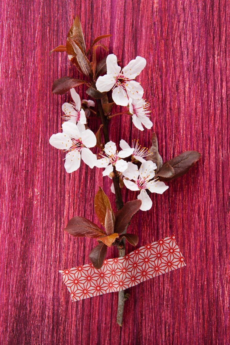 Cherry blossom on stained wood