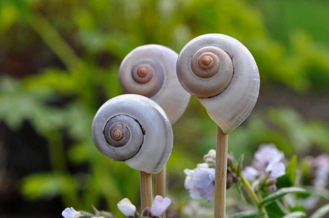Snails’ shells as garden decorations amongst Pulmonaria