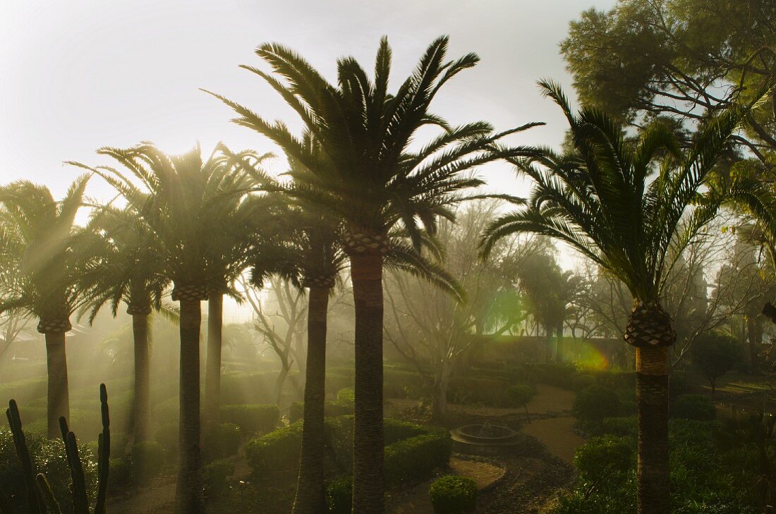 Morning mist in Mediterranean palm tree garden